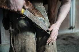 5-Tips-for-Maintaining-Your-Horses-Hoof-Health.