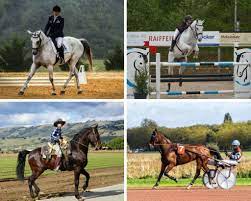 Horse-Riding-Events-and-Competitions-How-to-Prepare-and-Participates