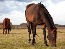 The-Importance-of-Proper-Horse-Nutrition-A-Guide-for-Horse-Owner