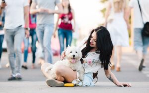 Asian Paws on the Runway: Showcasing Leading Dog Shows Across Asia