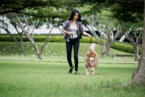 Asian Paws on the Runway: Showcasing Leading Dog Shows Across Asia