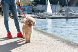 European Canines on Parade: A Guide to Top Dog Shows Across Europe