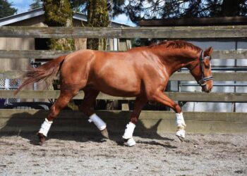 Horse Training: Preventing Common Mistakes that May Kill Your Horse