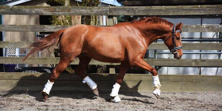 Horse Training: Preventing Common Mistakes that May Kill Your Horse