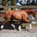 Horse Training: Preventing Common Mistakes that May Kill Your Horse