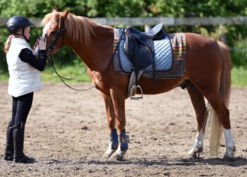 How To Buy Horse Equipment: The A-Z Guide to Equine Gear