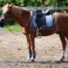 How To Buy Horse Equipment: The A-Z Guide to Equine Gear