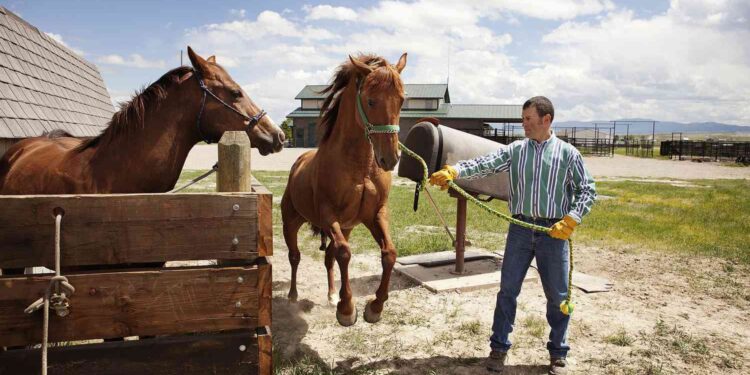 Horse Training 101: How to Train and Raise a Horse in the Right Way