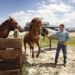 Horse Training 101: How to Train and Raise a Horse in the Right Way