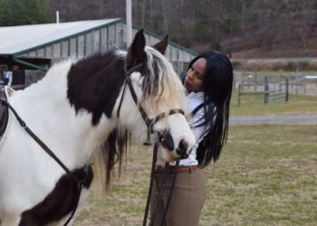 A Guide to Buying the Best Horse Gear: 7 Horse Equipment