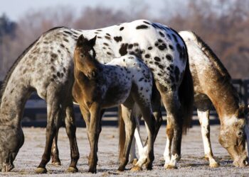 Best Ways To Train an Appaloosa