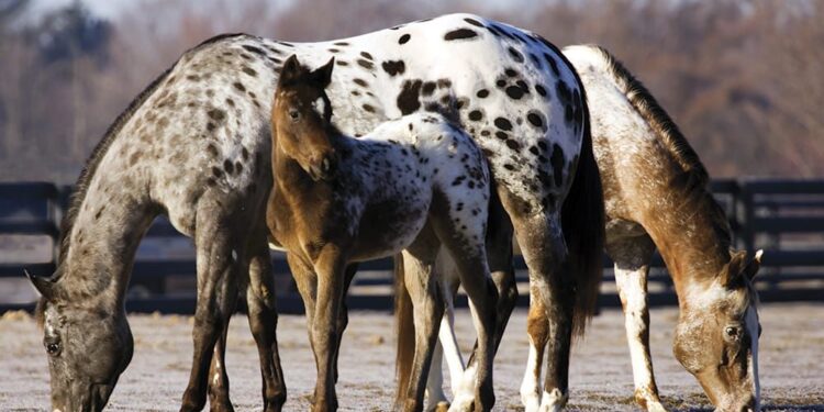 Best Ways To Train an Appaloosa