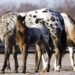 Best Ways To Train an Appaloosa