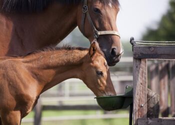 Feeding a horse on a diet