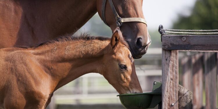 Feeding a horse on a diet