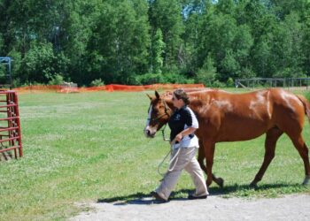 How To Care For & Train Your Horse