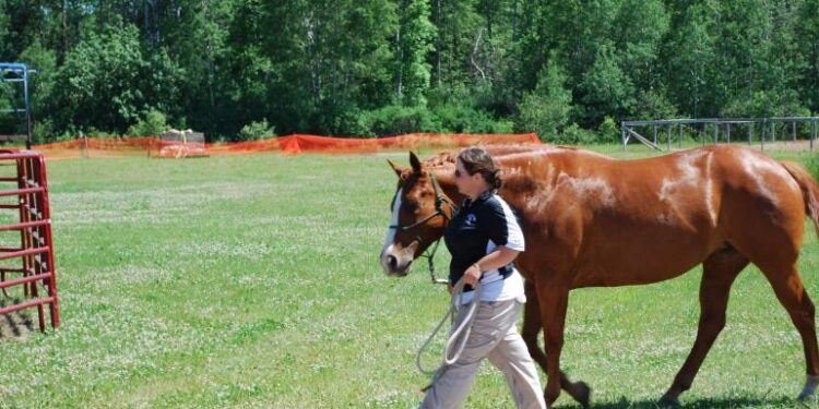 How To Care For & Train Your Horse