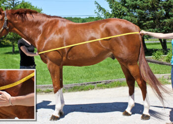 How To Find The Right Size Horse Blanket