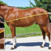 How To Find The Right Size Horse Blanket
