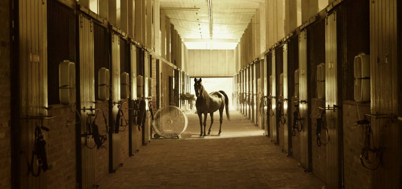 A brown horse standing at the far end of a long stable aisle lined with loose boxes