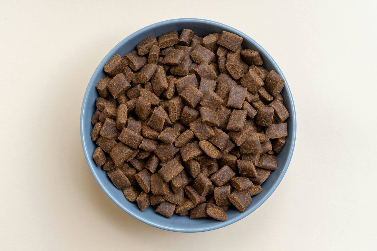 Overhead view of a blue bowl filled with dry dog food kibble on a cream surface