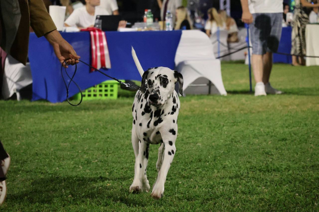 A Dalmatian on a show lead walking towards the camera across grass, with show tables blurred behind