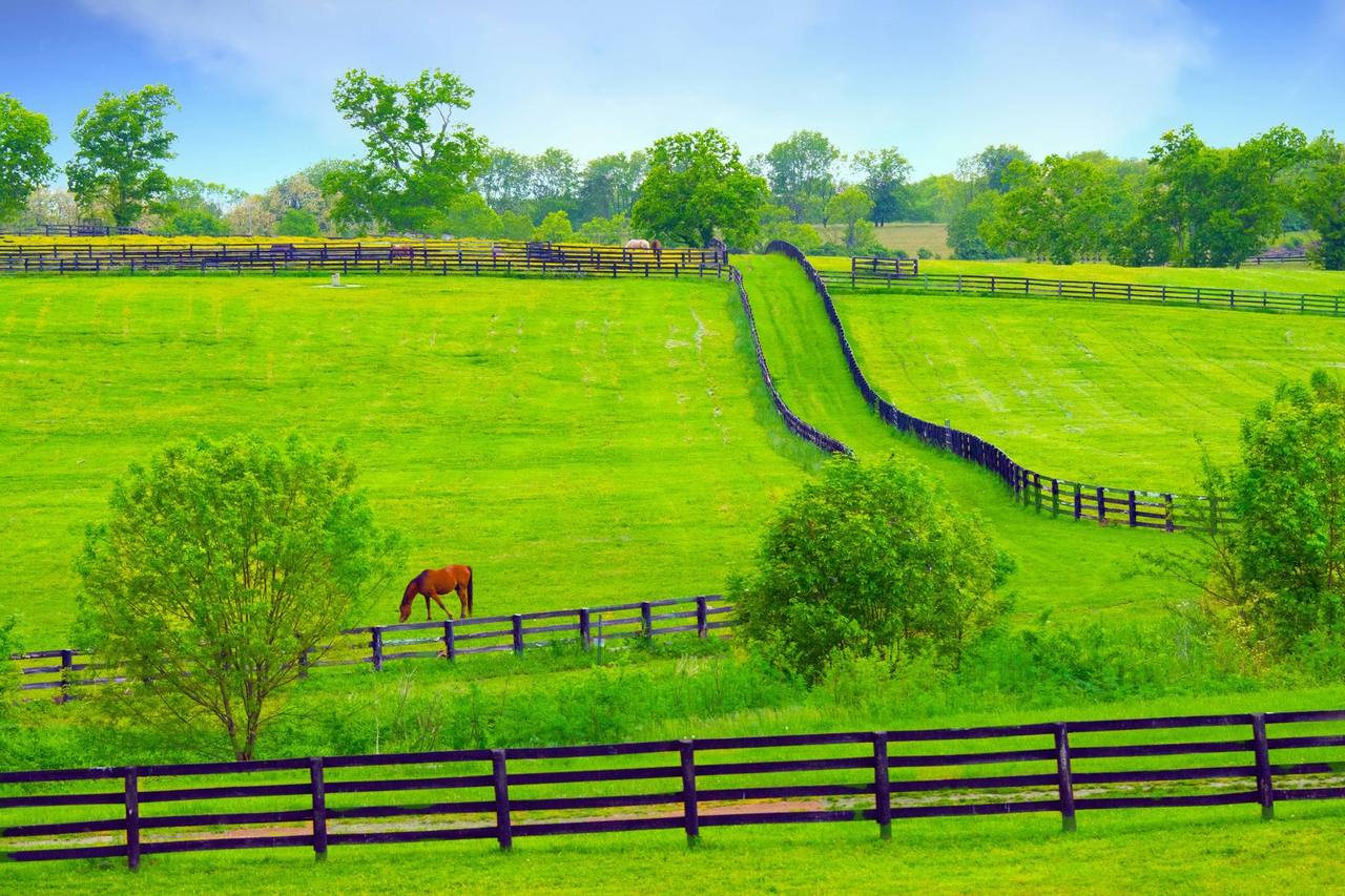 A lone horse grazing in green paddocks divided by black board fencing on a rolling farm