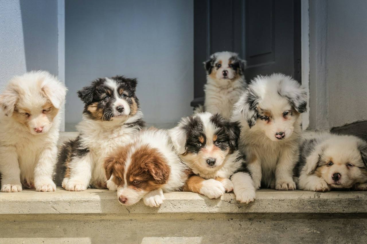 A litter of fluffy Australian Shepherd puppies sitting together on a concrete step
