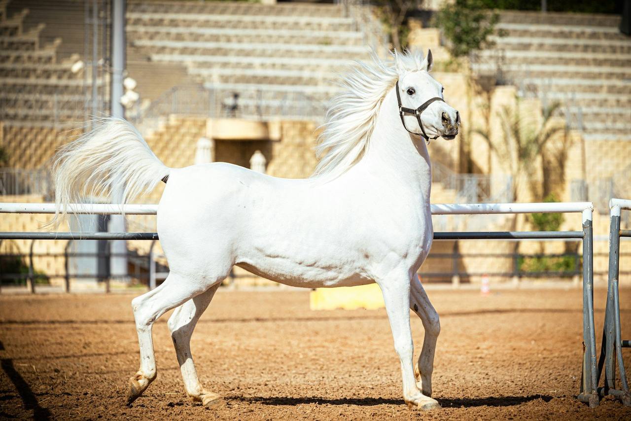 A grey Arabian horse with a flowing mane trotting on sand in an outdoor show arena