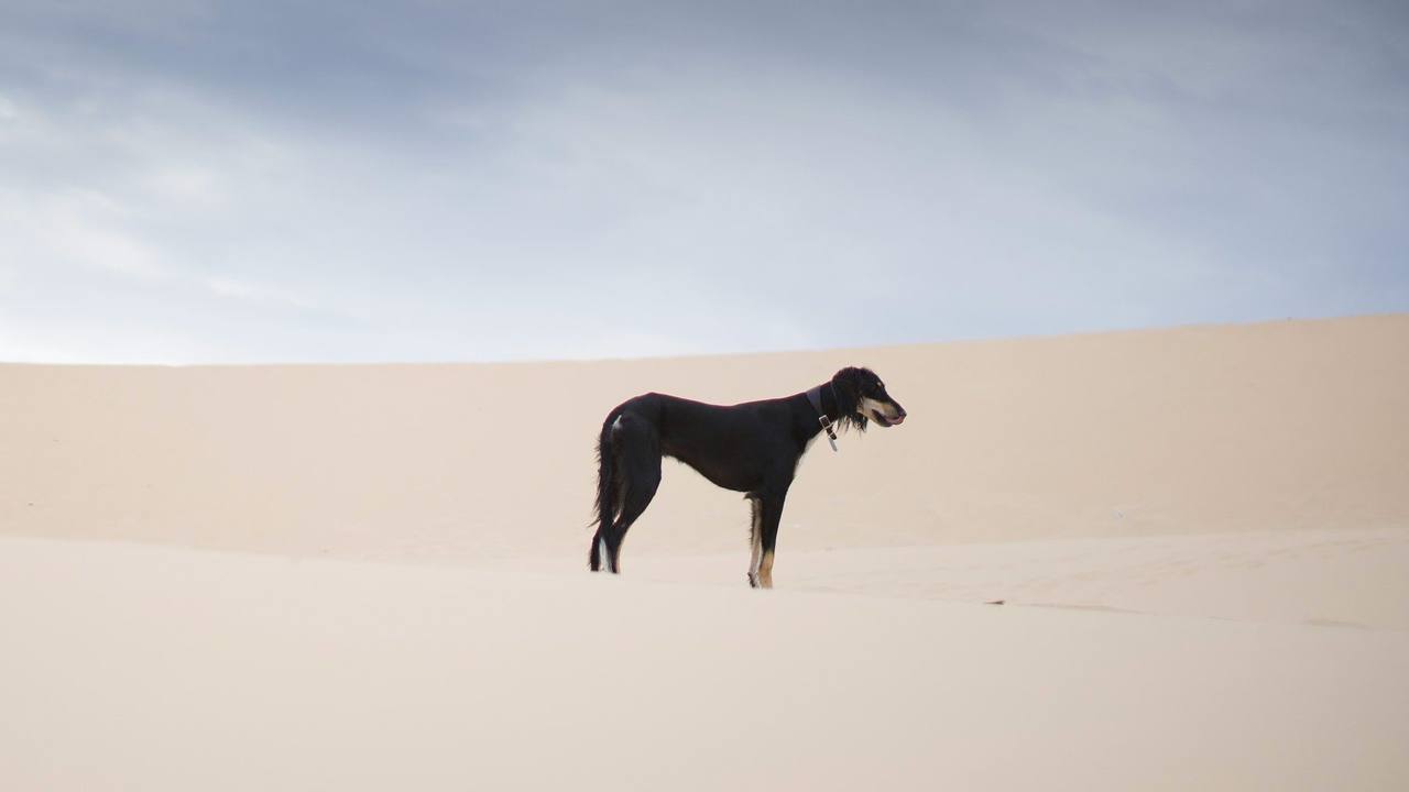A black Saluki-type sighthound standing alone on a pale sand dune under a hazy sky