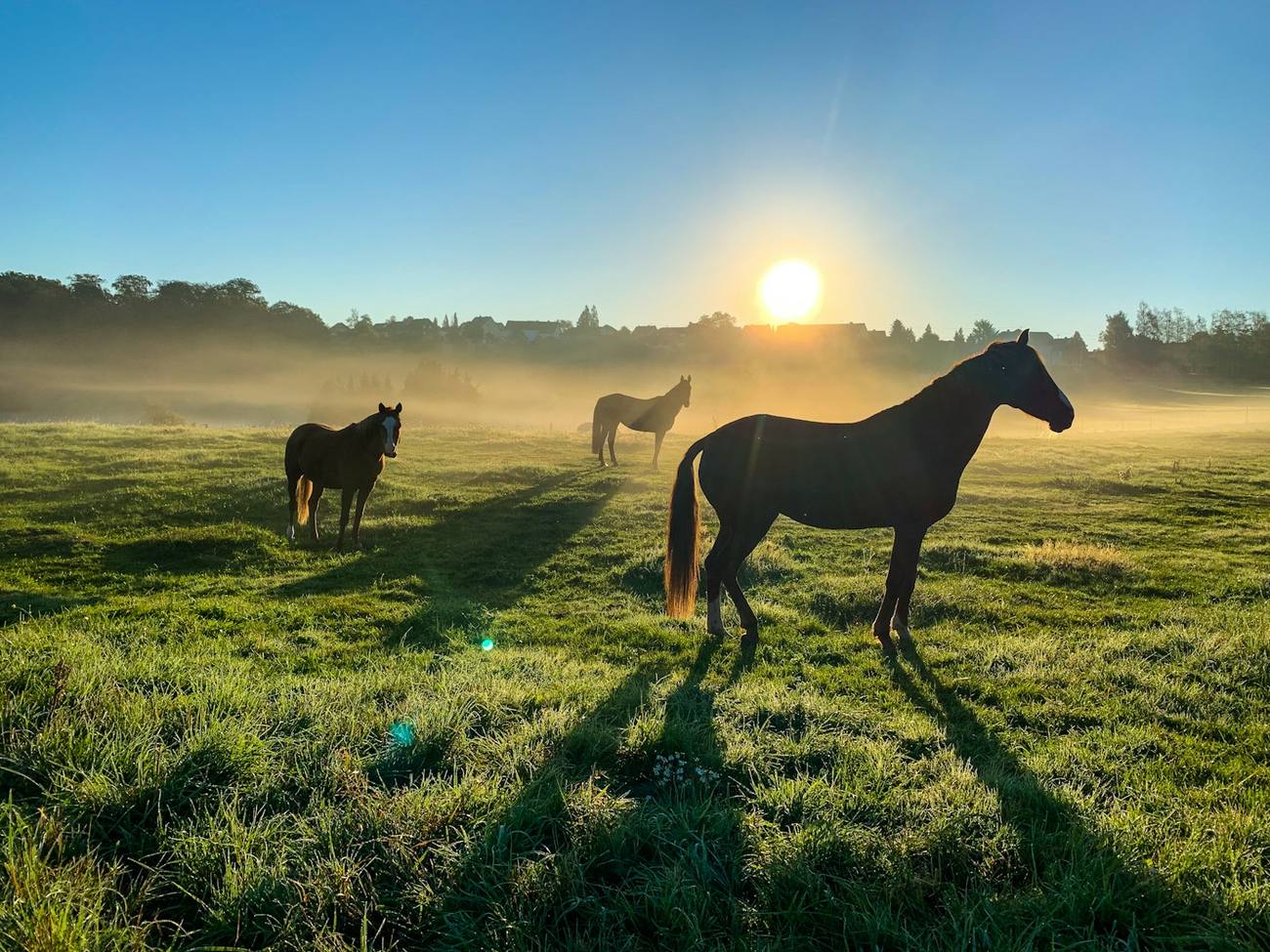 Horses grazing in a misty pasture
