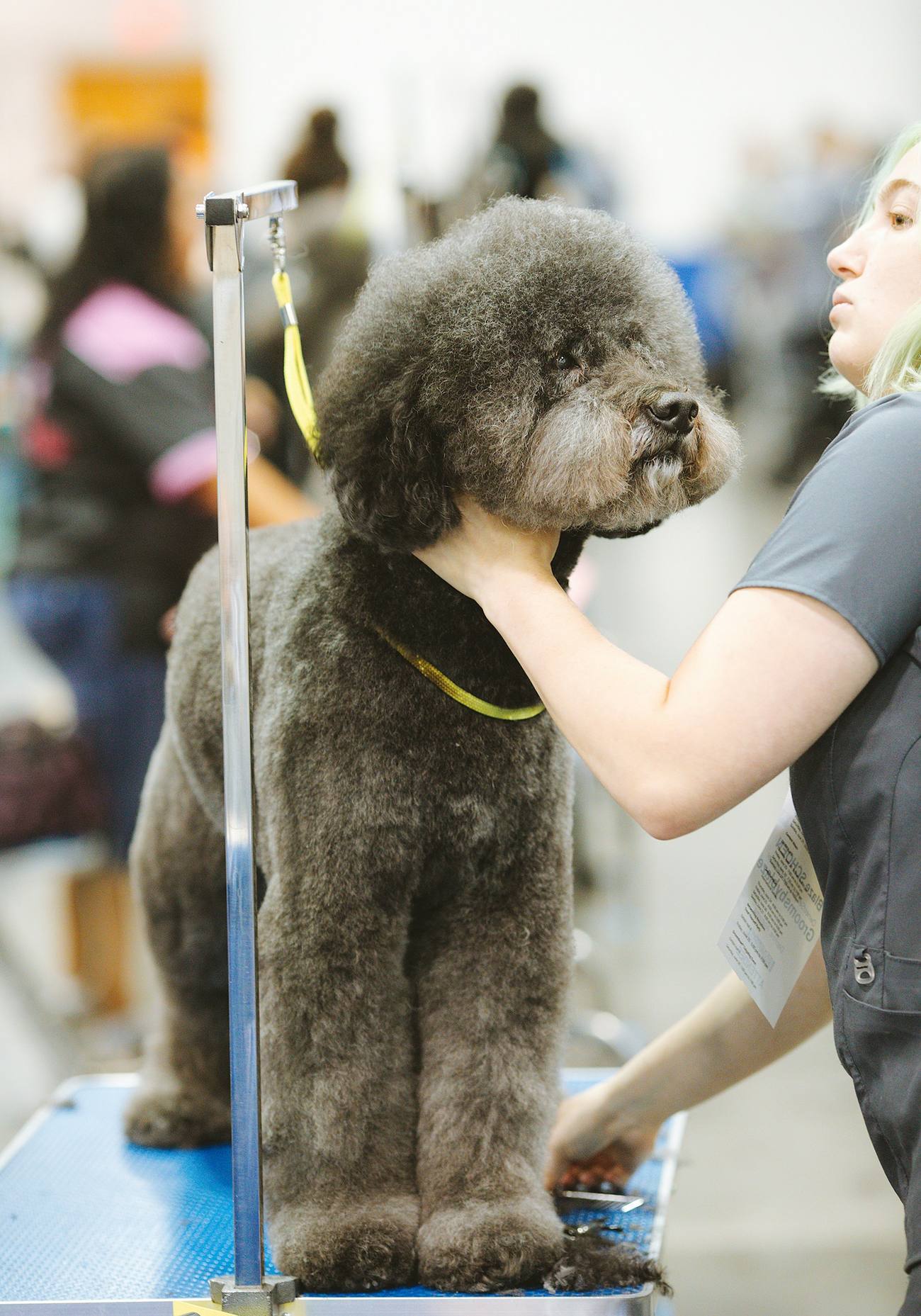 A groomer working on a dark curly-coated dog at a grooming table