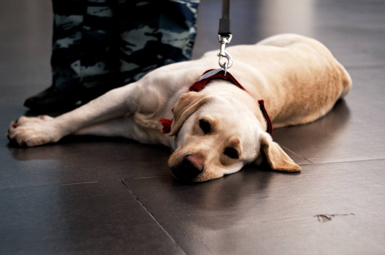 A yellow Labrador on a lead lying on a dark tiled floor next to a handler in camouflage trousers