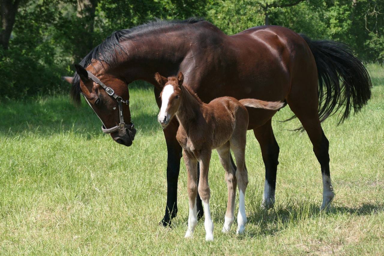 A bay mare in a head collar standing over her young foal in a sunlit grass paddock