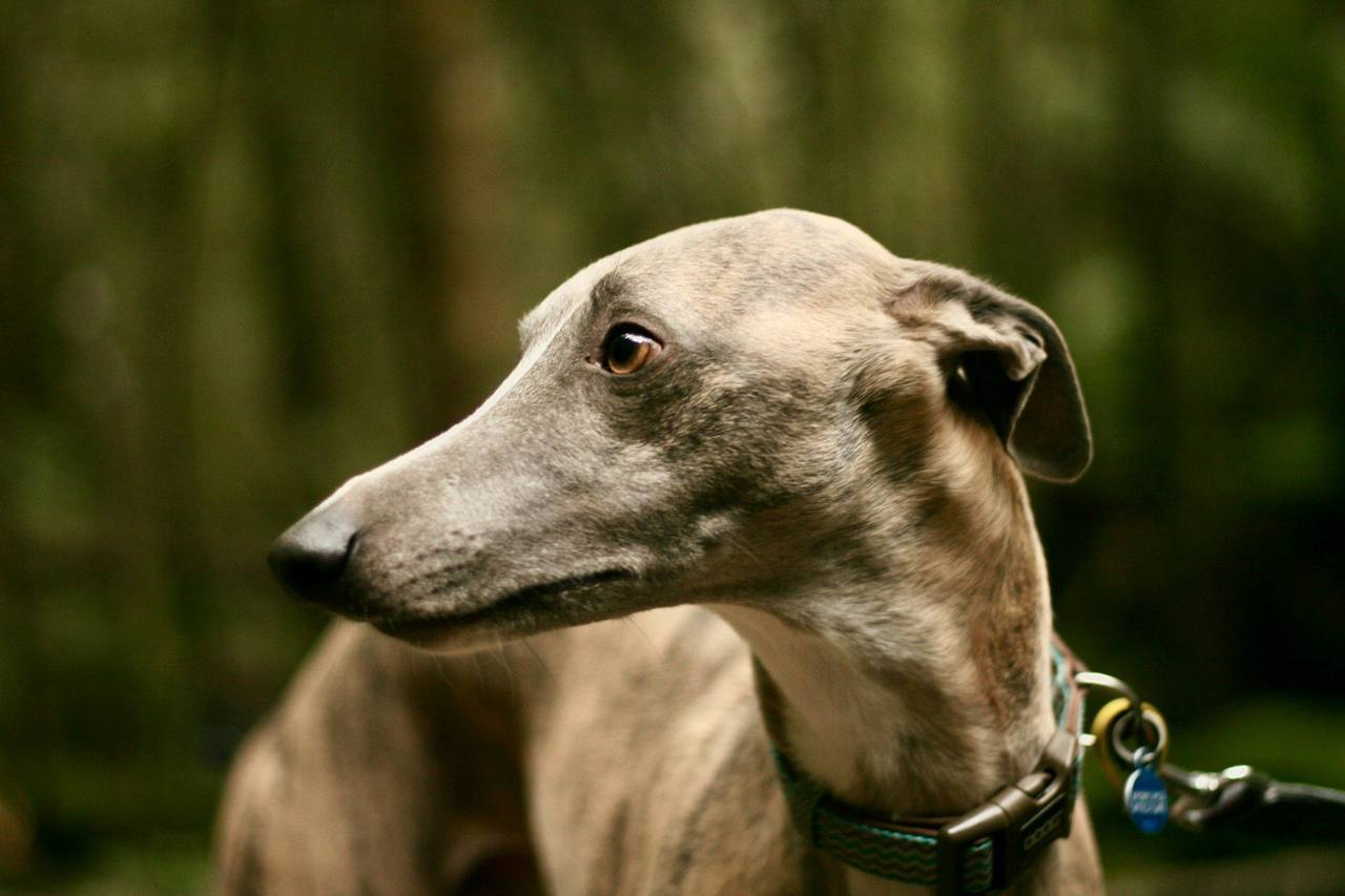 A fawn greyhound in a collar and lead looking to one side against a soft green woodland background