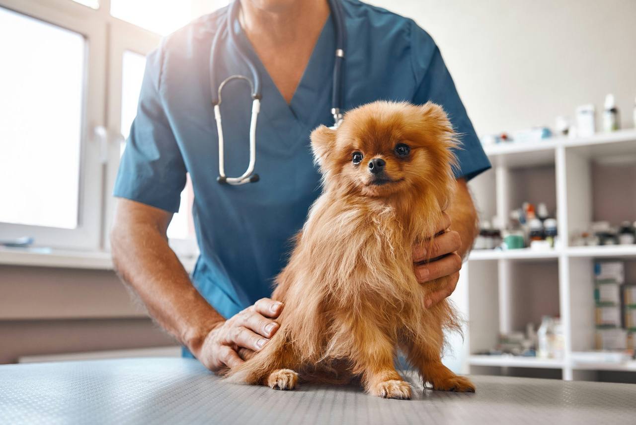 A vet in blue scrubs with a stethoscope steadying a small fluffy Pomeranian on a consulting table