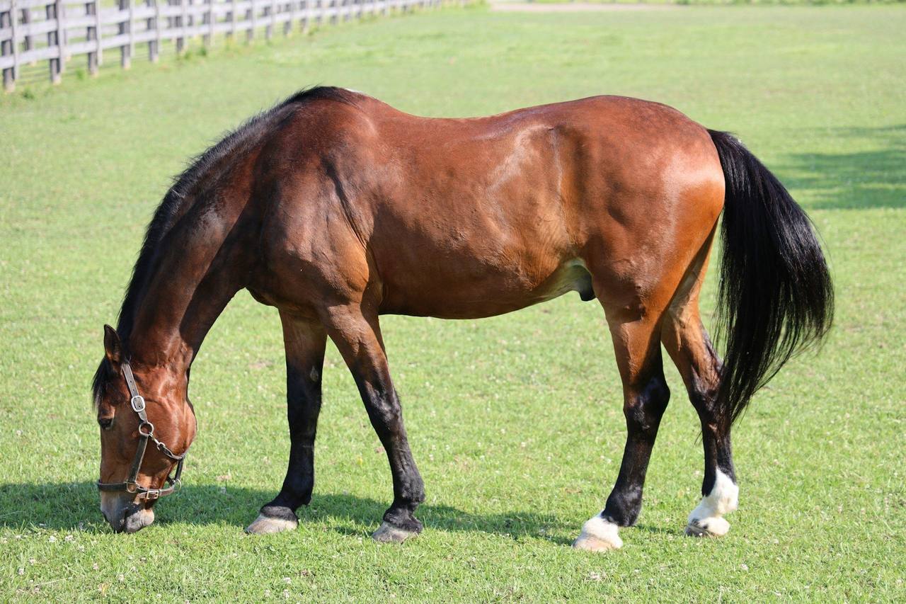 A bay horse with a black mane and tail grazing in a sunlit grass paddock