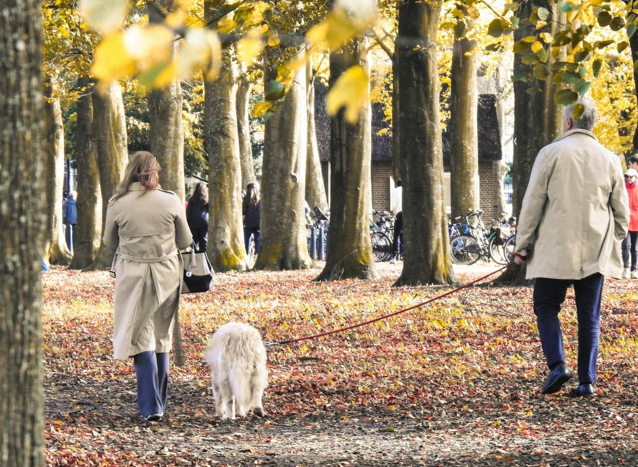 Two people in long coats walking a fluffy white dog along a leaf-covered, tree-lined park path