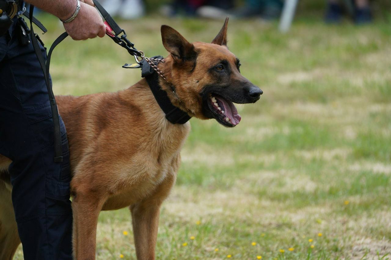 A Belgian Malinois on a chain collar and lead standing beside its handler on grass