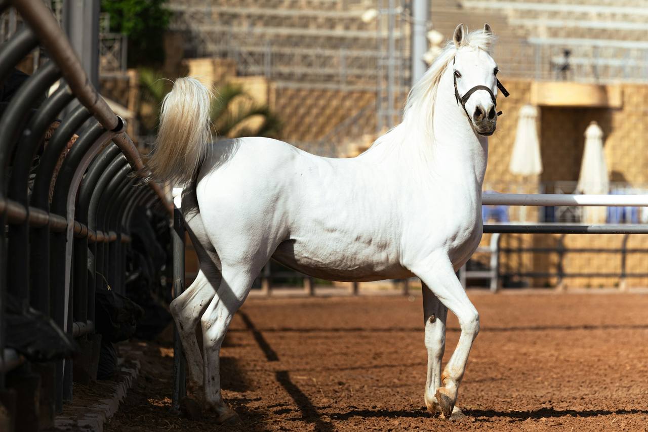 A grey Arabian horse with a flowing mane standing in a sand arena