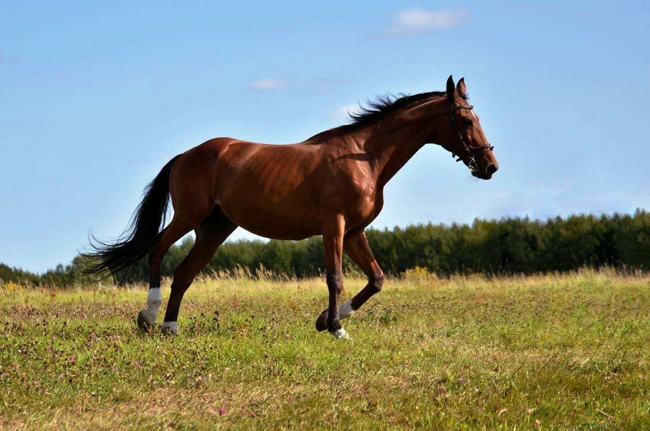 A bay horse with a black mane trotting through long grass in an open field under blue sky