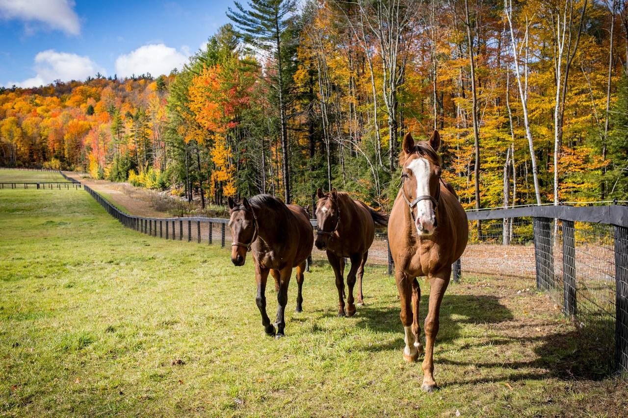 Three thoroughbred horses walking along a dark wooden fence in a paddock with autumn trees behind