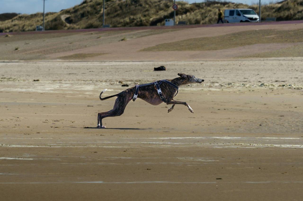 A brindle greyhound in a harness galloping across a wide sandy beach